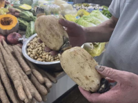 莲藕价格,传统佳肴桂糖藕成新宠，市场供需变化解析