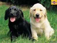 拉布拉多犬图片,温馨图片中的忠诚伙伴与工作犬风采”