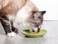 娱乐吃瓜猫咪视频,猫咪吃瓜视频大盘点