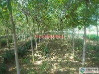 白蜡树种植,生态效益与经济效益双赢之路