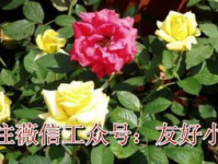 芍药小说全文txt,爱恨交织的宫廷风云